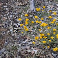 common everlasting